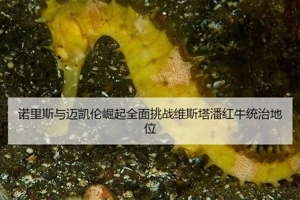 nuo-li-si-yu-mai-kai-lun-jue-qi-quan-mian-tiao-zhan-wei-si-ta-pan-hong-niu-tong-zhi-di-wei-3-800.jpg
